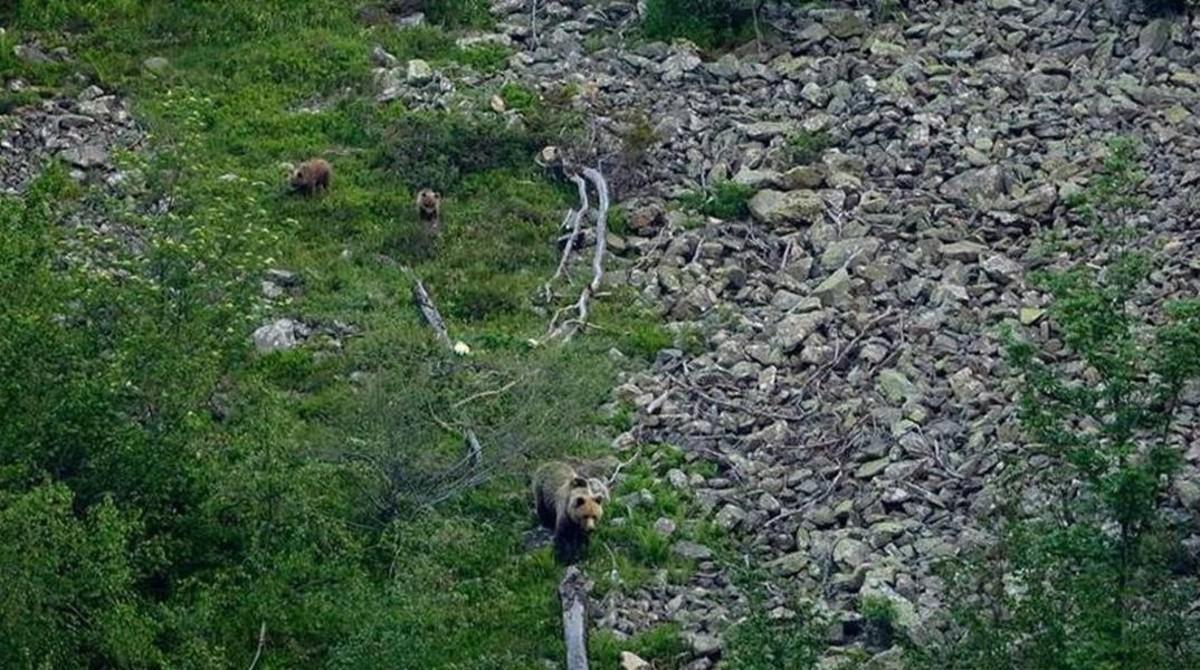 icoy34220573 os oso osos pirineo  una  ssa caminant per la munt160610163228