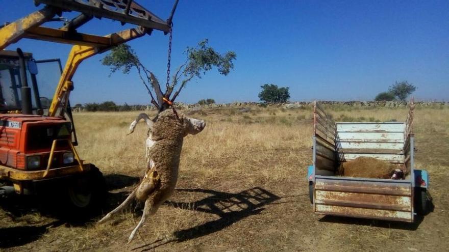 Recogida de ovejas muertas en Gáname