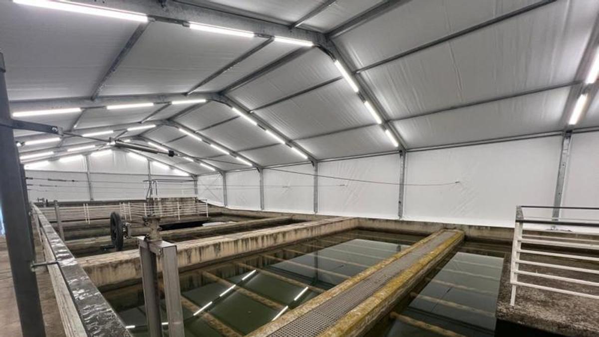 Una gran carpa per frenar les algues i optimitzar el tractament de l’aigua