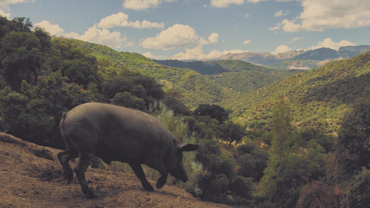 Uno de los cerdos de Dehesa Monteros.
