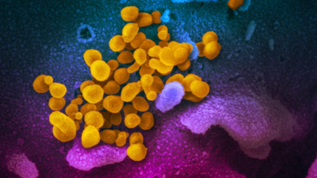«Super inmunidad»: el gran misterio de la pandemia del coronavirus
