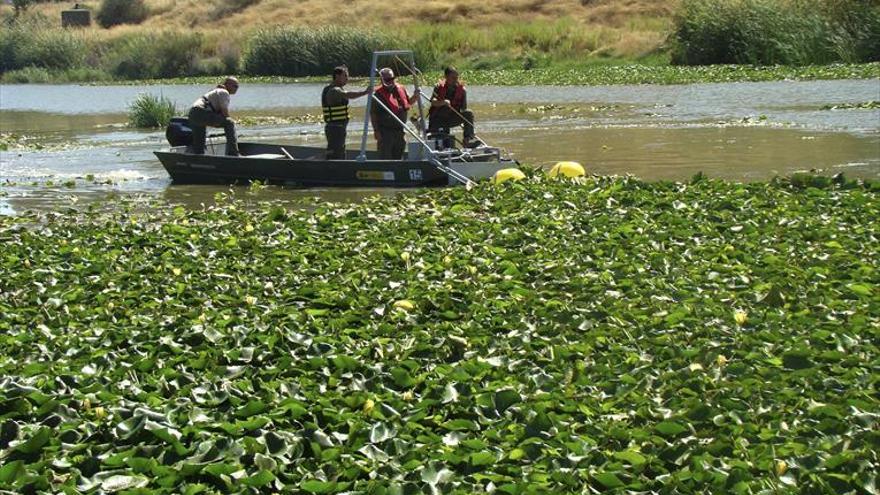 El nenúfar del río causa problemas a los piragüistas y pescadores de Badajoz