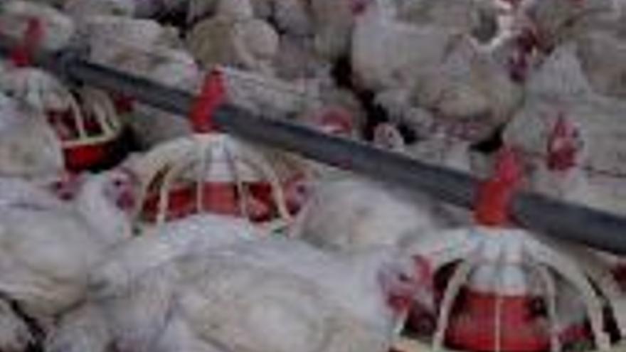 La producción de pollos en las granjas sigue paralizada