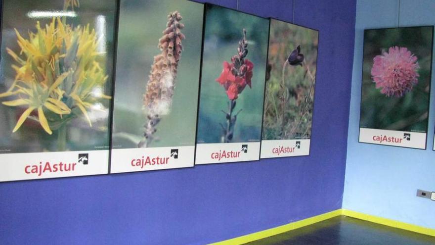 Navelgas, en Tineo, expone la flora rara de Asturias