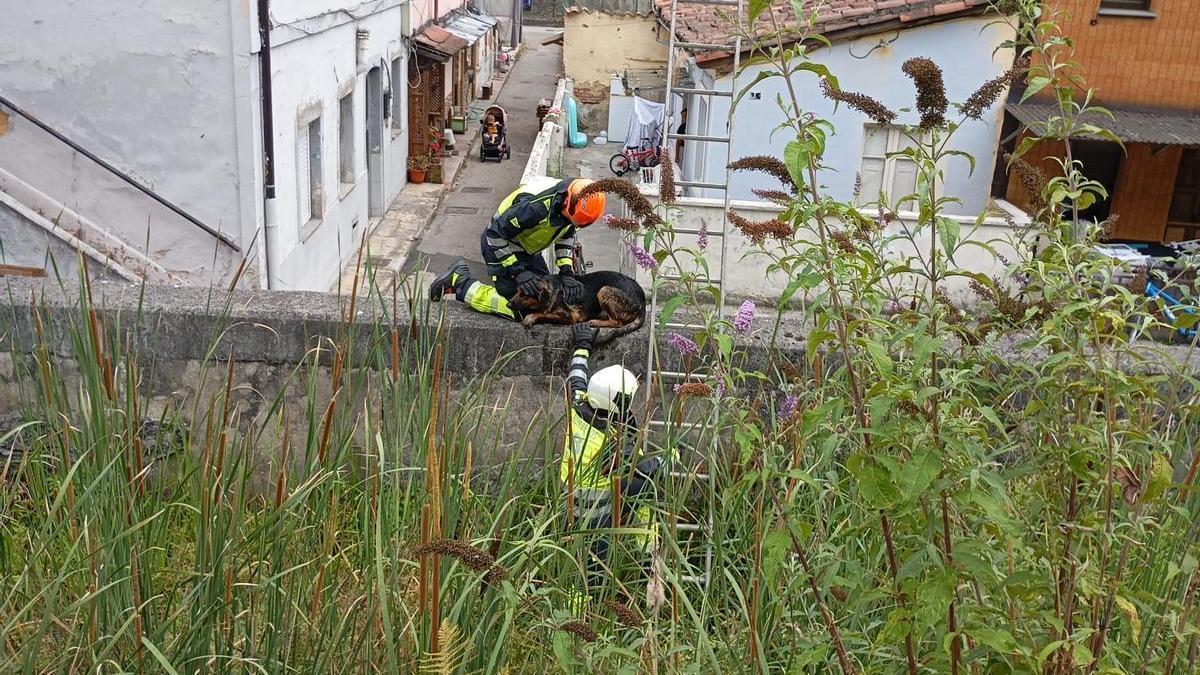Los bomberos, sacando al perro del cauce del río Triana.