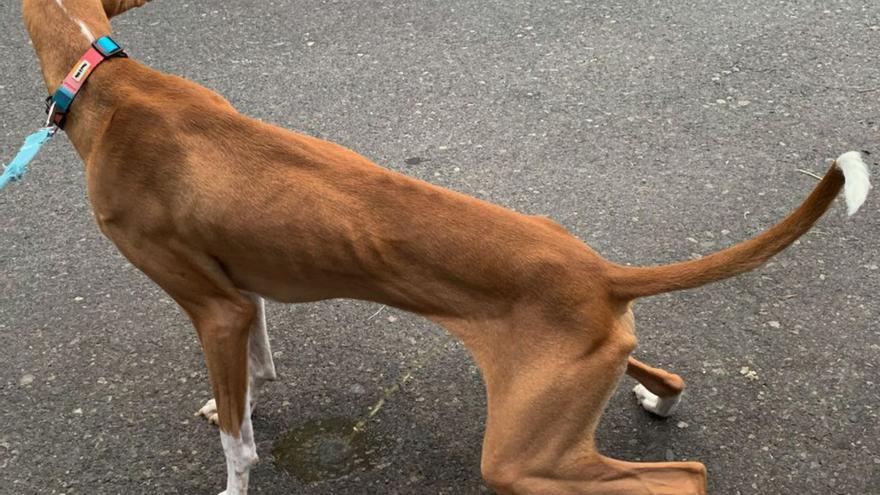 Un perro haciendo pis en una calle de Las Palmas de Gran Canaria. | |