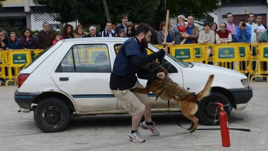 Un momento de la exhibición de perros de protección.