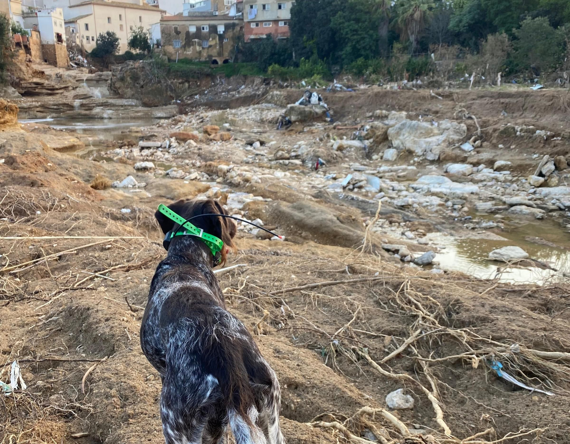 Así trabaja la Unidad Canina de Rescate del Principado de Asturias en Valencia