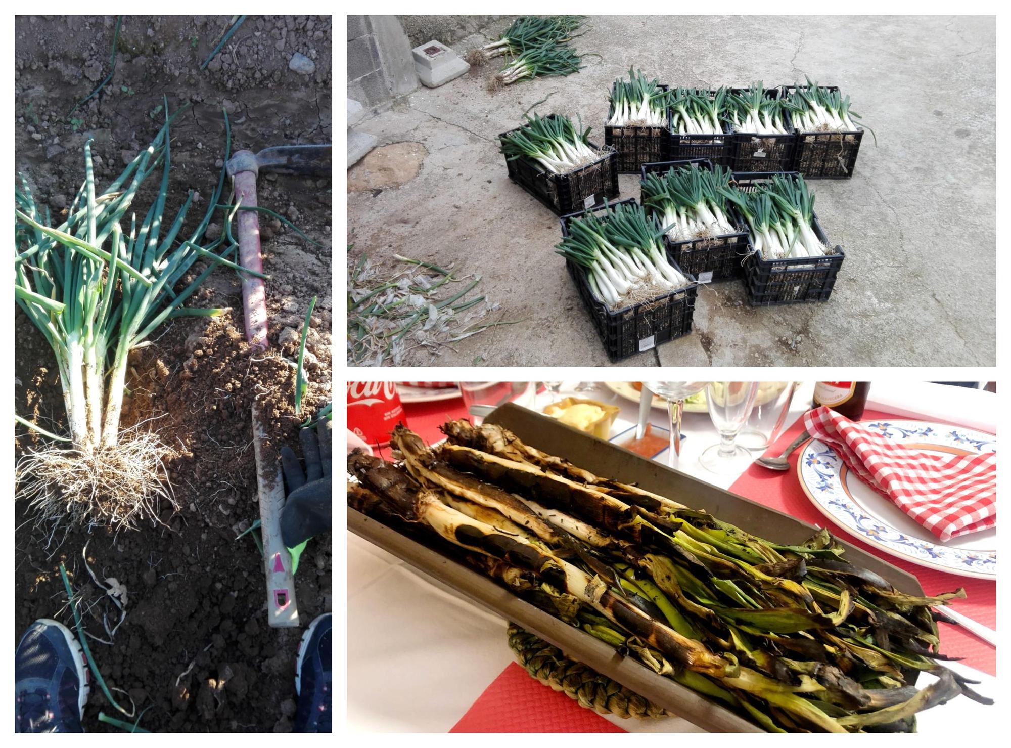 Los calçots recién recogidos del campo, a la mesa pasando por la brasa. Para chuparse los dedos.