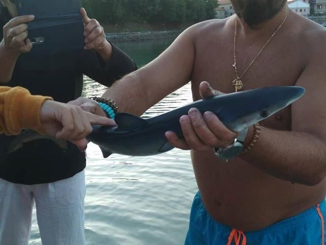 Un tiburón azul sorprende a los bañistas en Marín