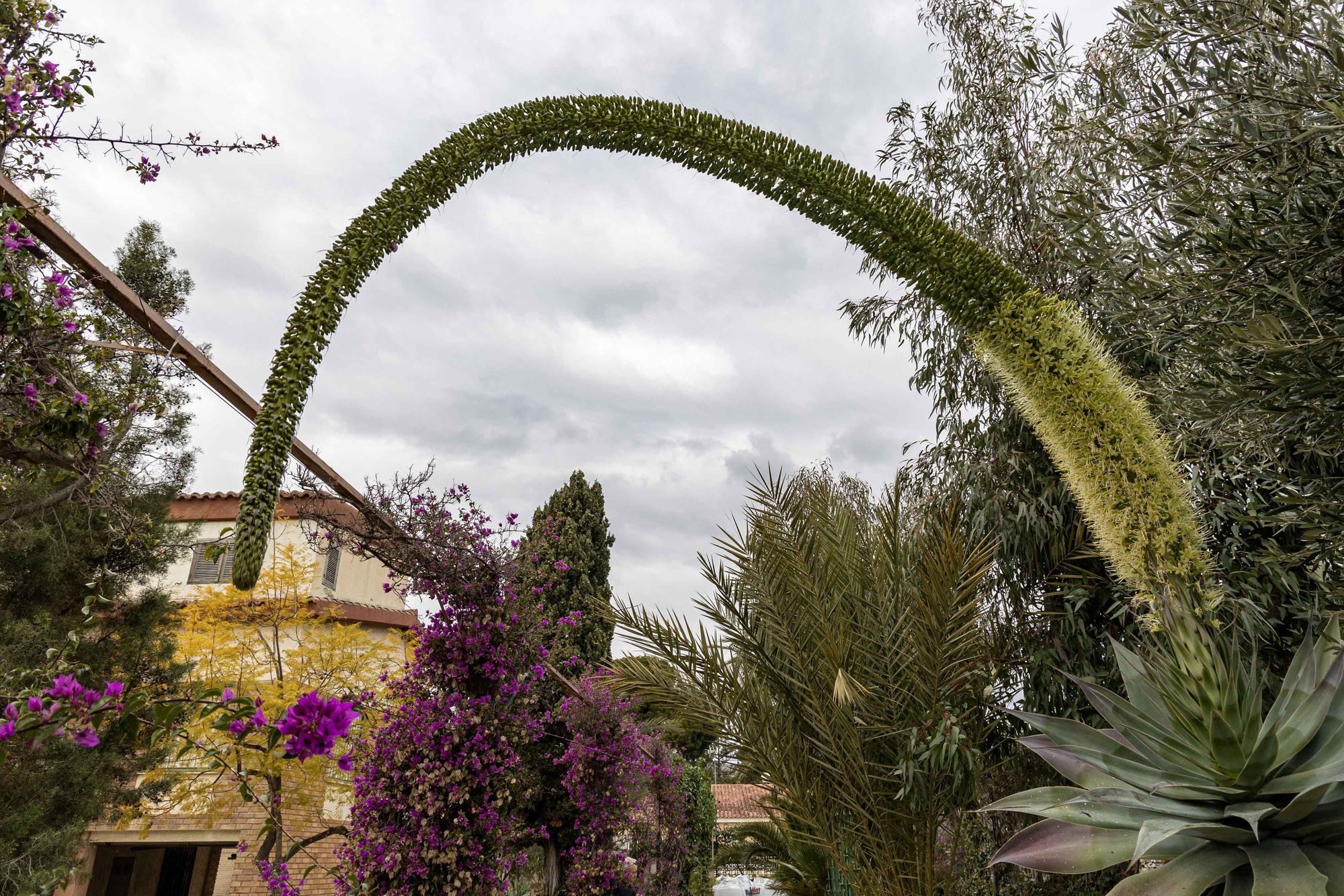 Una espectacular floración de un ejemplar de "agave attenuata" sorprende en El Campello