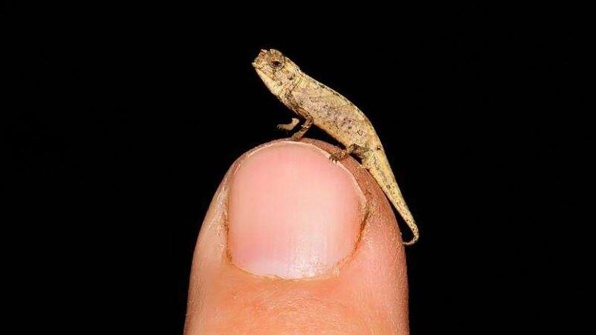 Descubierto el nanocamaleón: el reptil más diminuto del planeta
