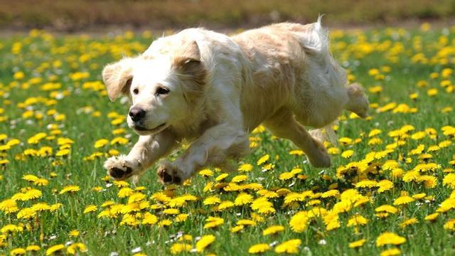 La mayoría de los perros, incluso los chihuahuas, tienen algo de lobo en su interior.