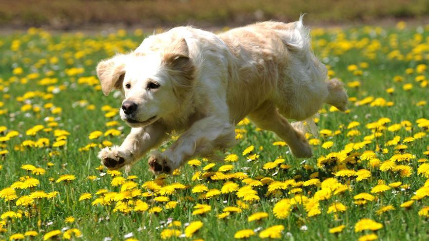 La mayoría de los perros, incluso los chihuahuas, tienen algo de lobo en su interior