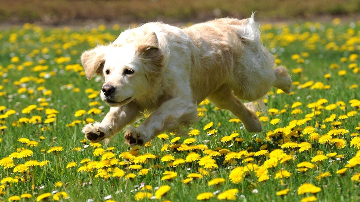 Un perro salta en un campo de margaritas