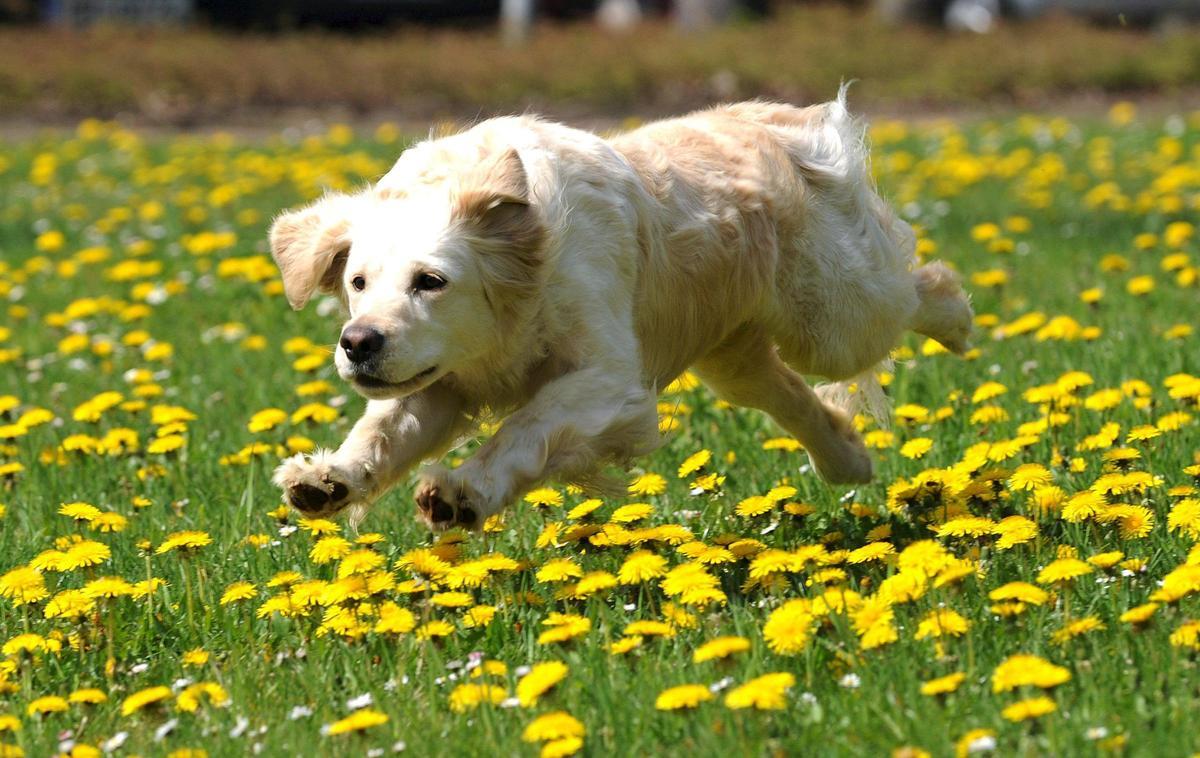 Un perro, corriendo entre flores.