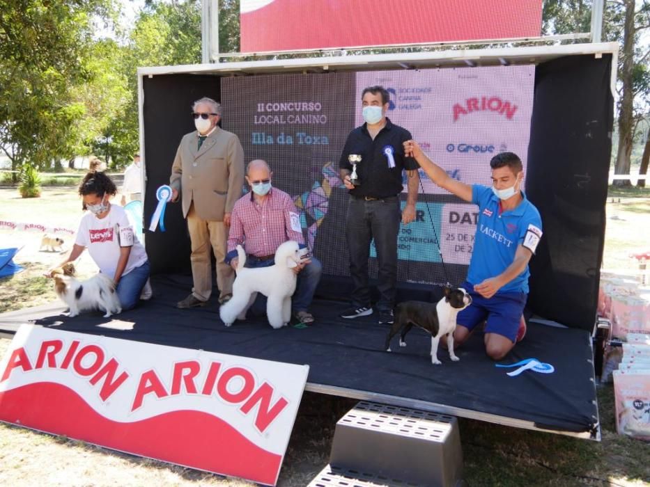 Campeonatos caninos en A Toxa.