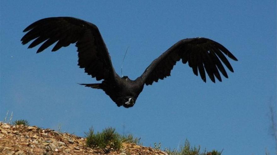 Medio Ambiente confirma la recuperación del buitre negro en Andalucía