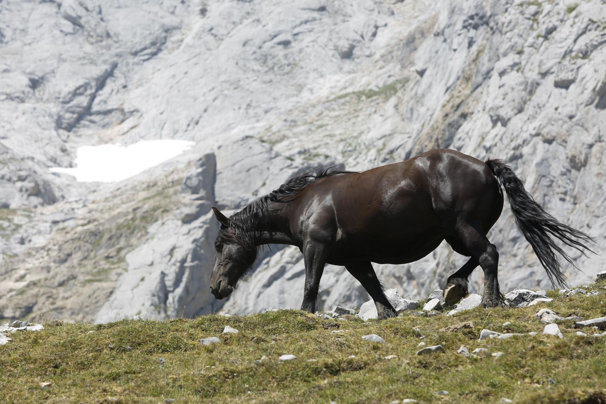 EN IMÁGENES: Así ha sido el simulacro de rescate en los Picos de Europa