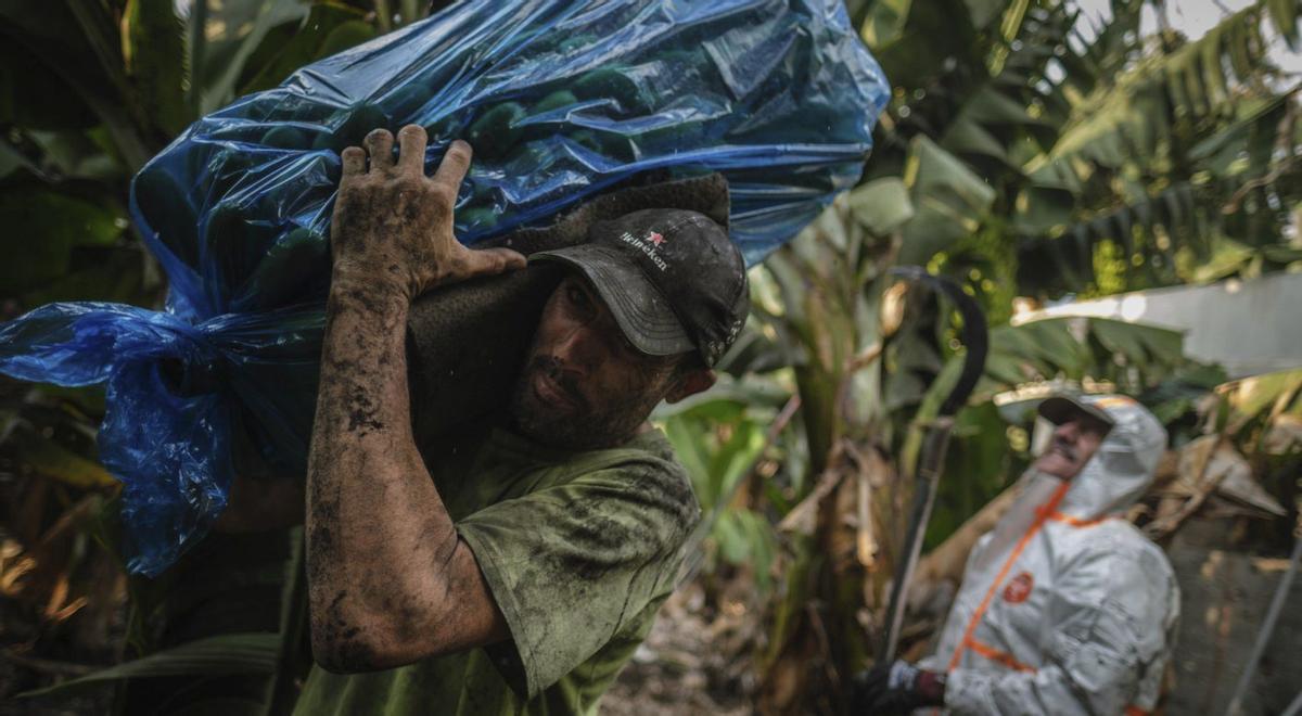 Un agricultor recoge una piña de plátano de una finca de La Palma. | ANDRÉS GUTIÉRREZ