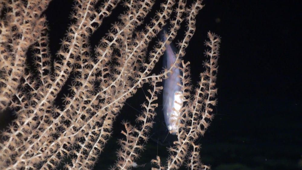 © OCEANA 55039  Brótola robusta (Benthocometes robustus) en coral bambú (Isidella elongata). Canal de Mallorca, Islas Baleares, España. Agosto 2010  