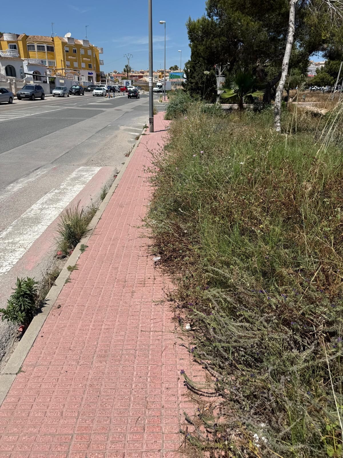 Una jungla sobre el asfalto de Orihuela Costa