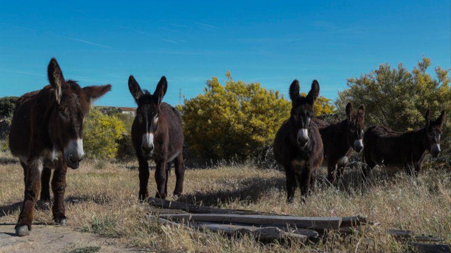 Varios burros en Villalcampo.