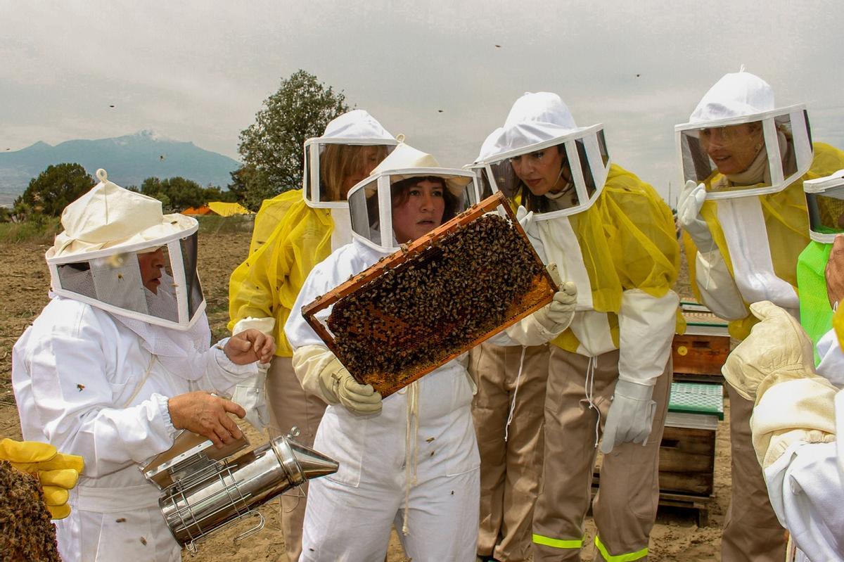 Apicultores trabajando con colmenas de abejas