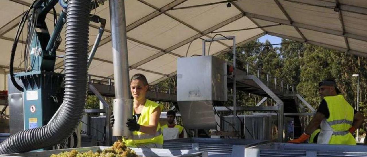 La vendimia está ya muy cerca. En la foto la desarrollada el año pasado. // Noé Parga