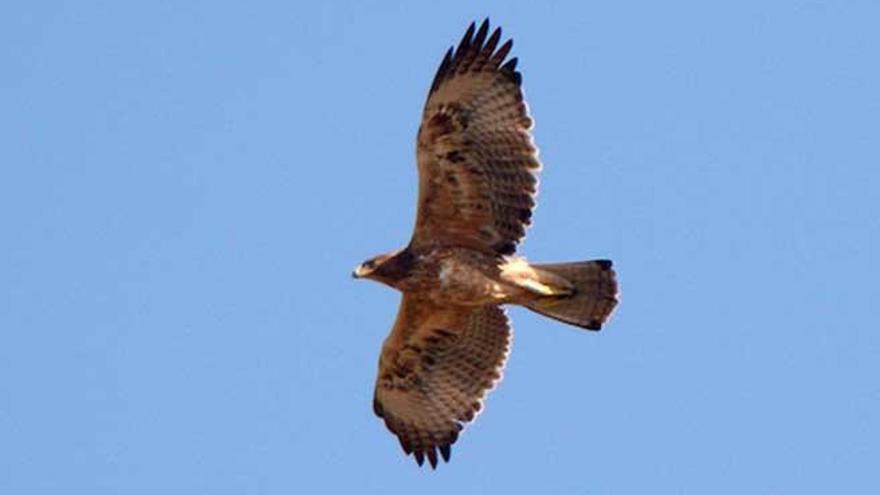 Ejemplar de águila perdicera.