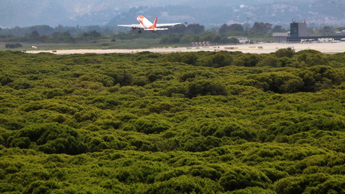 Un avión despega junto a la pineda de Can Camins Un avión despega junto a la pineda de Can Camins