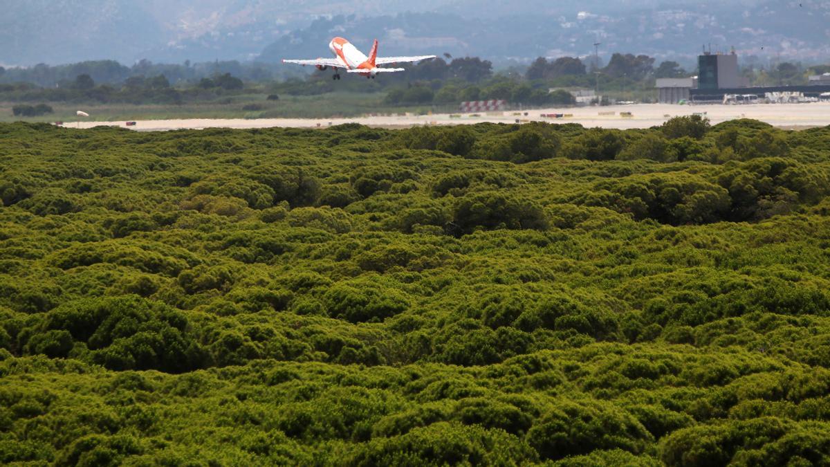 El Gobierno y la Generalitat acuerdan ampliar El Prat y un calendario de reuniones. En la foto, un avión despega junto a la pineda de Can Camins.