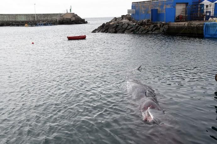 14/03/2019 TALIARTE. TELDE. Recogida del cachalote varado en la costa de Telde.   Fotografa: YAIZA SOCORRO.