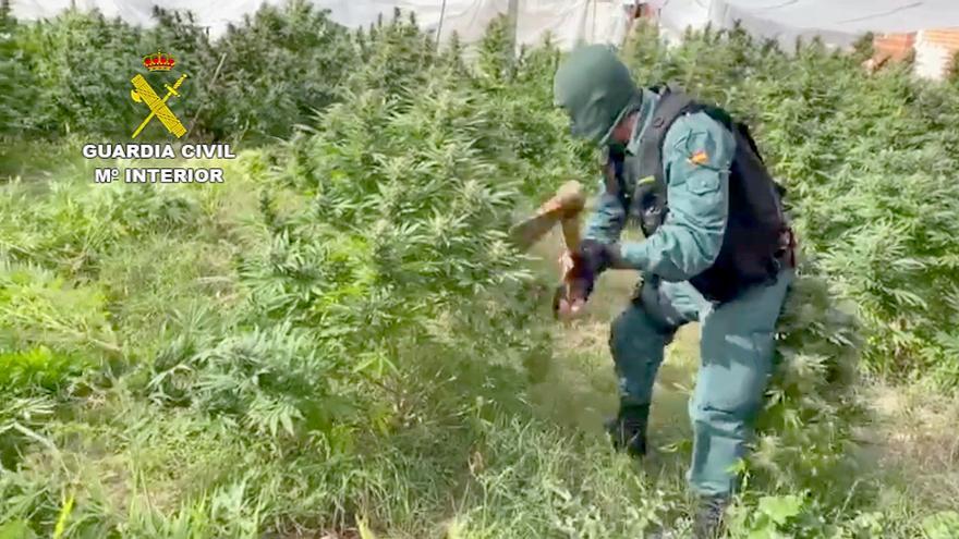 Plantación de marihuana en Portillo (Valladolid).