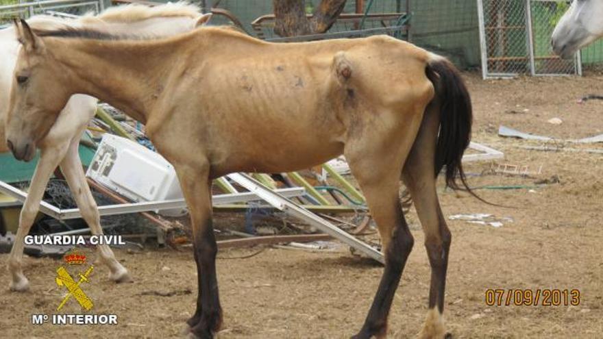 Animales en estado de marcada desnutrición