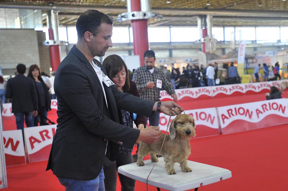 Las mejores imágenes de Expocachorro 2018 en IFA