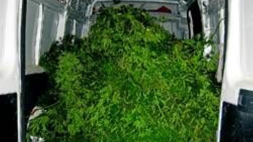 Confiscan 73 plantas de marihuana en dos operaciones policiales