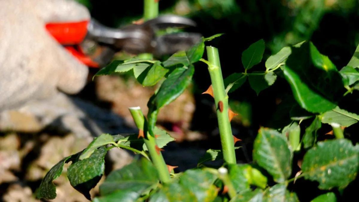 El mejor método (y la mejor época) para podar las rosas de tu jardín