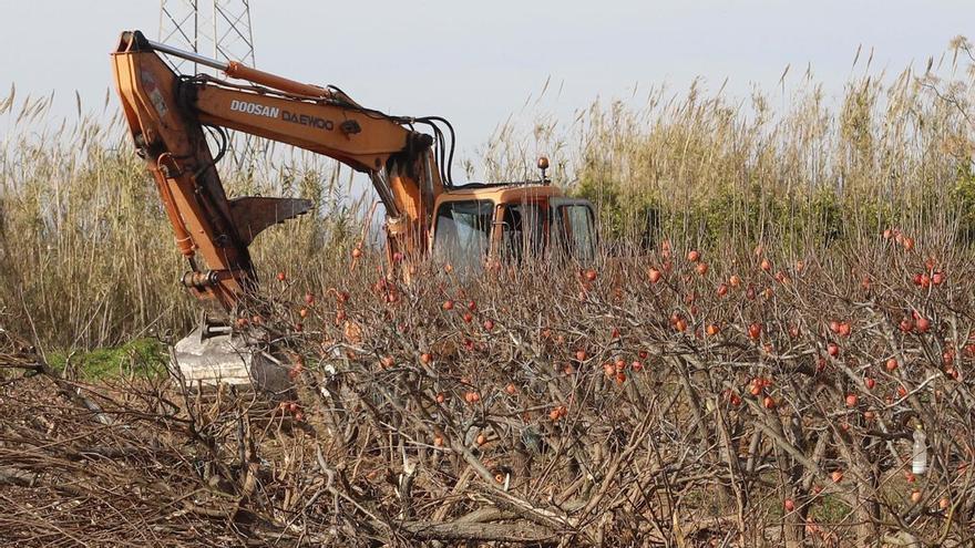 El caqui entra en decadencia en la Ribera