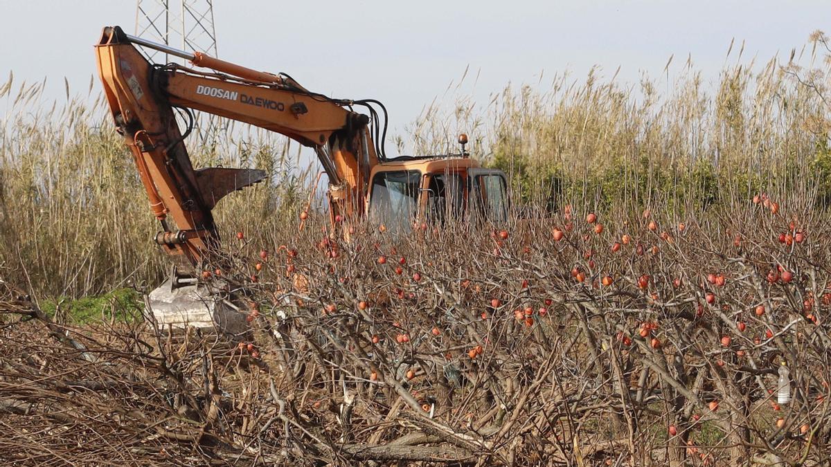 Una retroexcavadora arranca una plantación de caquis en un campo de la Ribera en una imagen de archivo.