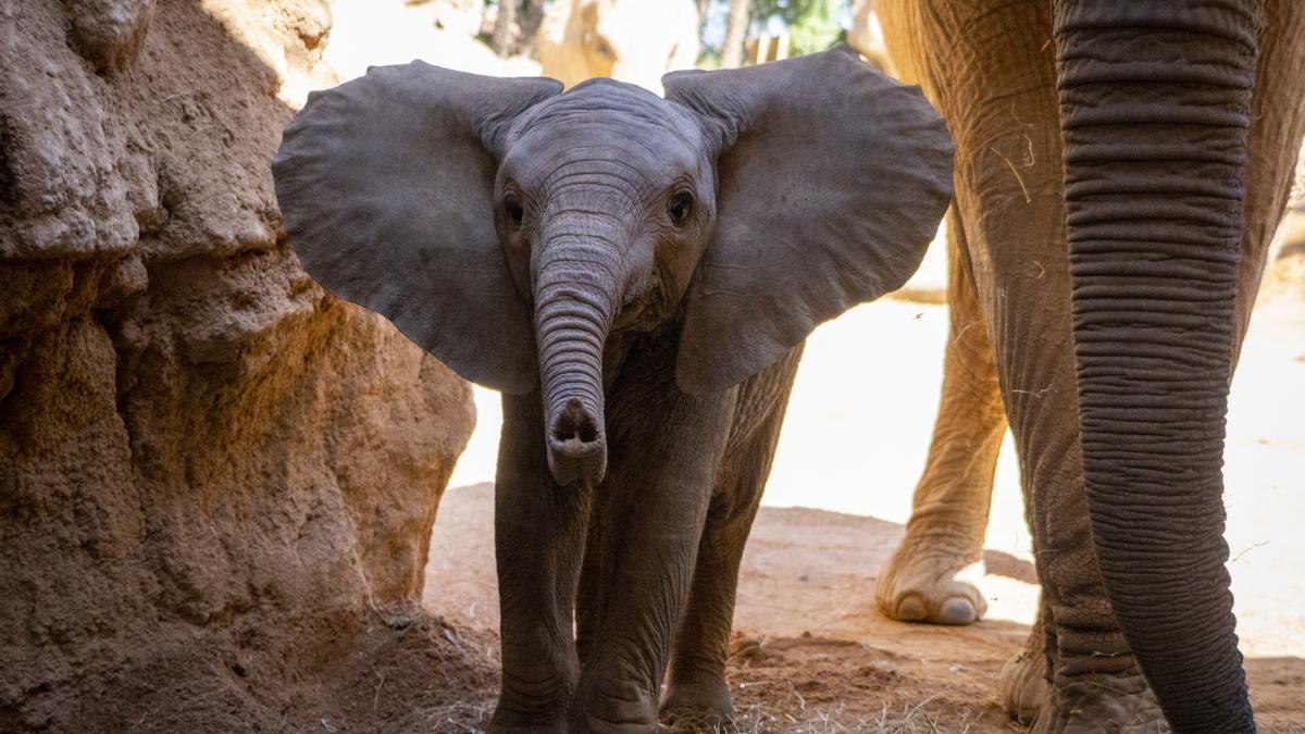 Makena, la primera cría de elefante nacida en Bioparc Valencia, cumple 5 meses.