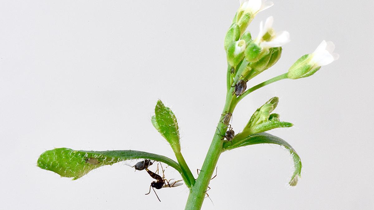 Las plantas con un gen AOP2 no funcional fomentan la coexistencia de pulgones y de su enemigo natural, una avispa parasitoide (en la foto, parasitando al pulgón).