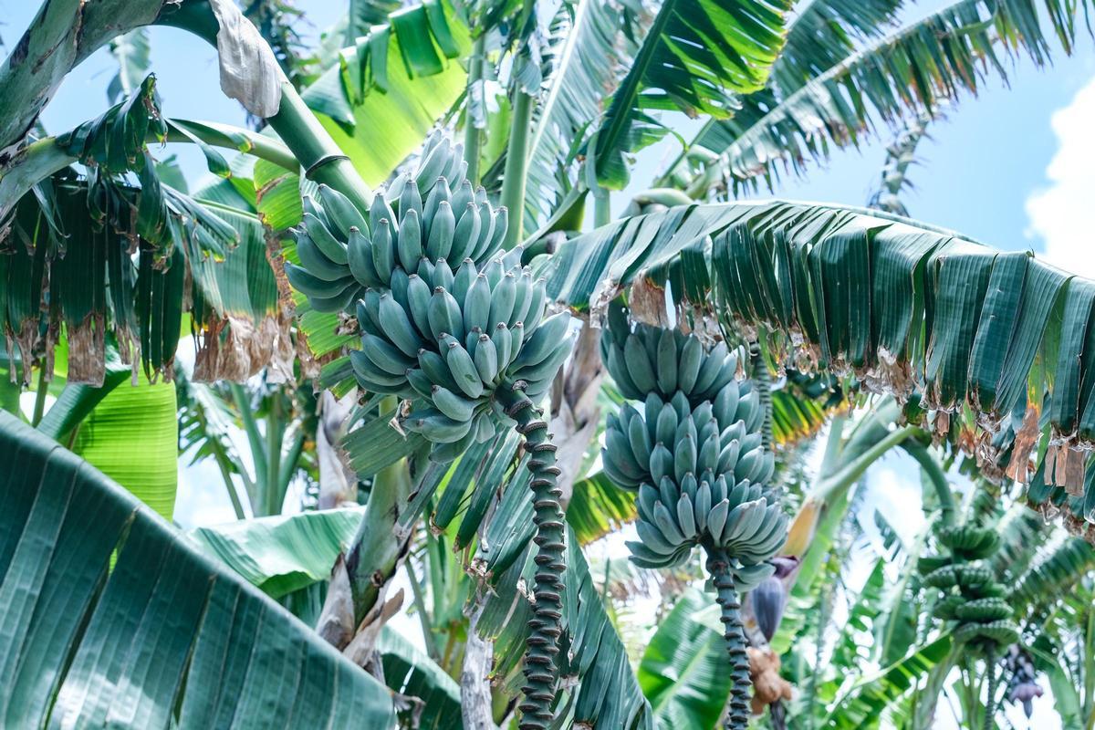 La variedad azul.