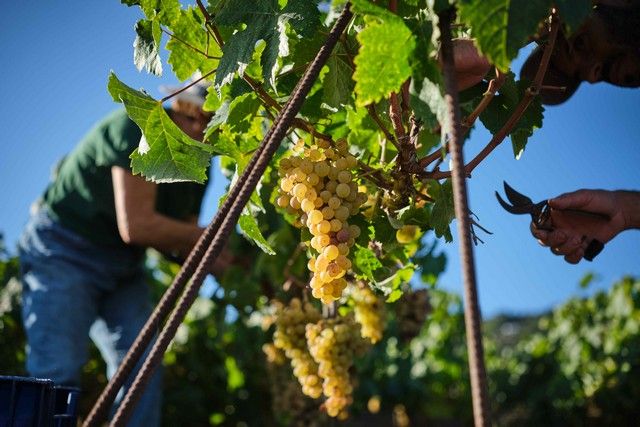 Vendimia en La Orotava, en los terrenos de bodega tajinaste