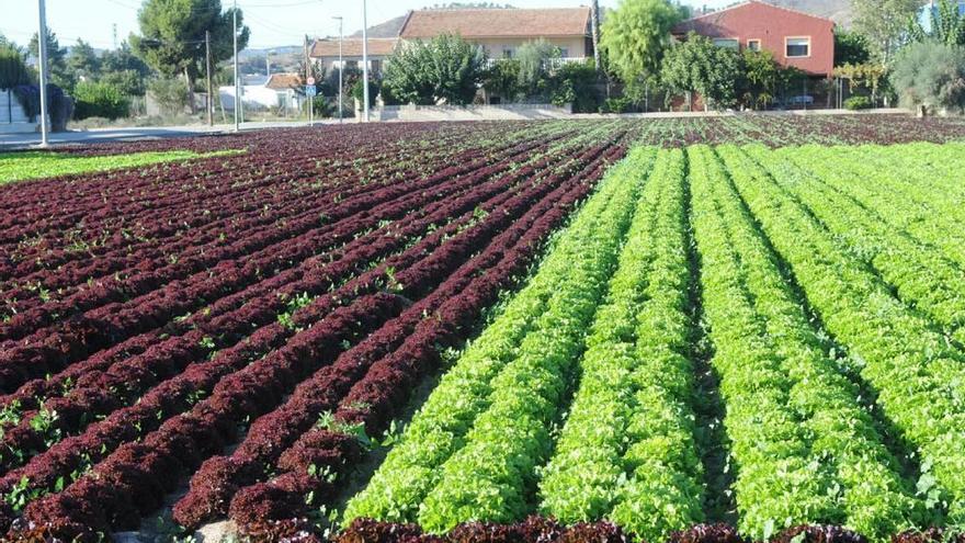 El cierre de las acequias deja sin agua a 80.000 tahúllas en la huerta