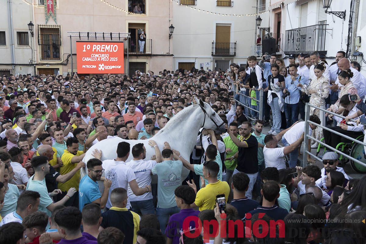 Fiestas de Caravaca | Entrega de premios del concurso morfológico