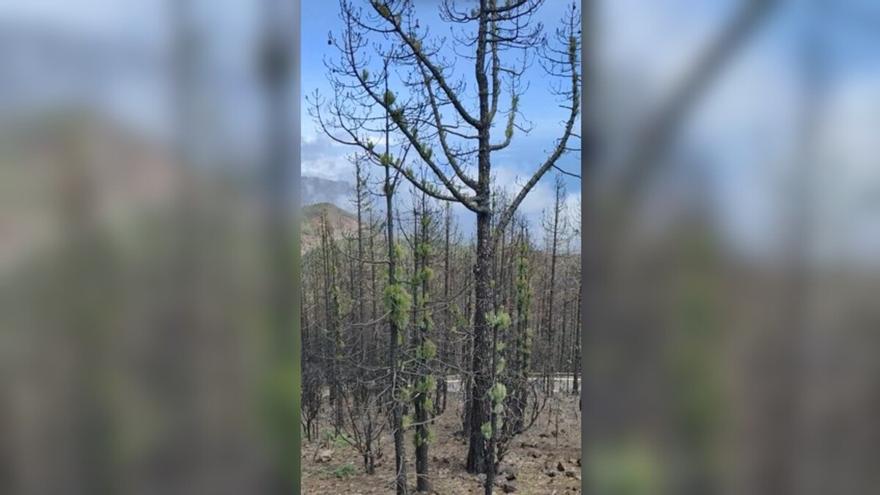 Un vistazo desde Chipeque: así va la recuperación de uno de los miradores más bonitos de Tenerife tras el incendio