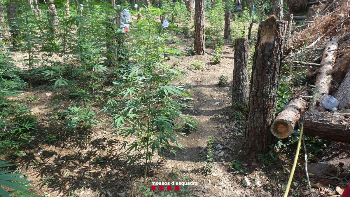 Els Mossos d&#039;Esquadra desmantellen una plantació de marihuana ubicada en un paratge d&#039;alta muntanya a Albanyà