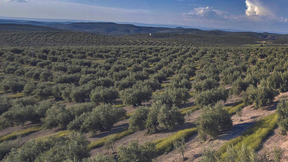 Campo de olivar en la campaña de Córdoba, un paisaje de olivar con dos mil años de historia.