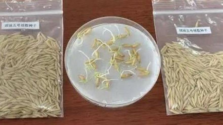 El programa de investigación lunar chino ha mostrado semillas de arroz con brotes.